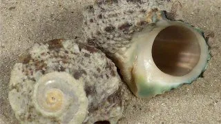 Lunella coronata