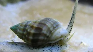 Nassarius sp.