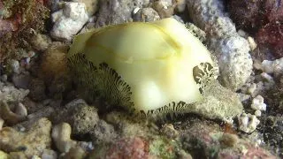 Monetaria moneta