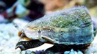 Melc Strombus luhuanus
