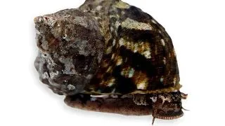 Melc Turbo	fluctuosa Mexican turbo snail
