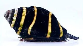 Melc Engina Bumble bee snail