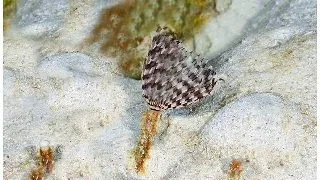 Viermi Sabellid (Sabellastarte indica)