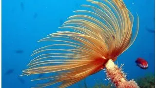 Sabella spallanzanii Red White