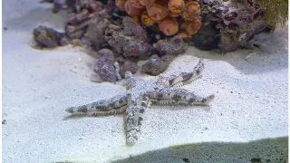 Stea de mare Archaster typicus