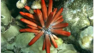 Arici Creion rosu (Heterocentrotus mamillatus)