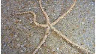 Tiger brittle starfish (Ophiuroidea sp.)