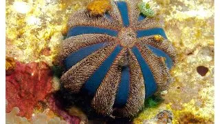 Arici de mare Mespilia globulus