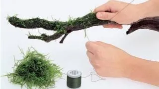 Fir legare moss ADA Moss Cotton