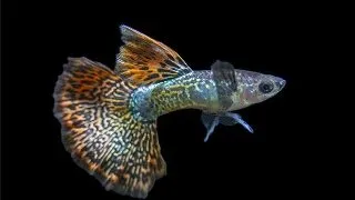 Guppy Poecilia cobra flower elephant Mascul