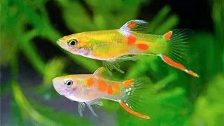 Peste Endler Gold Yellow (Poecilia wingei)