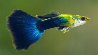 Poecilia reticulata blue diamond M