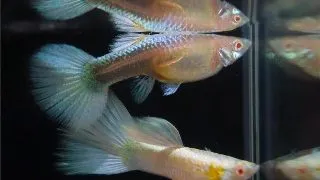 Poecilia reticulata Full platinum albino
