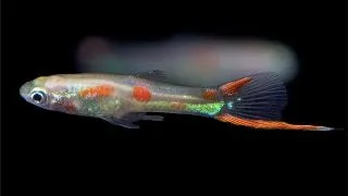 Poecilia endler golden mascul