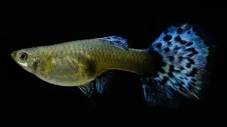 Poecilia ret. blue turquoise