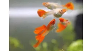 Guppy Poecilia ret. KOI albino red nose