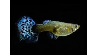 Poecilia ret. cobra flower blue femela