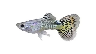 Poecilia ret. cobra mix mascul
