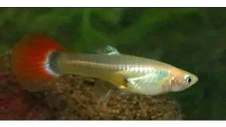 Poecilia reticulata tuxedo blond gold Femela
