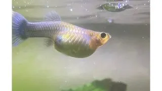 Poecilia ret. ballon Femela