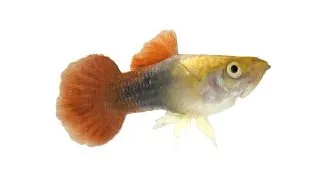 Poecilia reticulata tuxedo blond gold Mascul