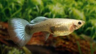 Poecilia ret. golden neon blue Femela
