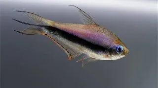 Nematobrycon Palmeri