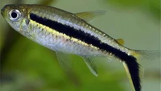 Thayeria boehlkei