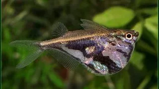Carnegiella Strigata