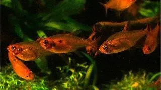 Hyphessobrycon amandae