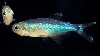 Boehlkea fredcochui