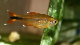 Hasemania Nana / marginata