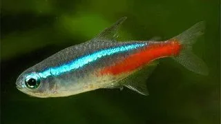 Paracheirodon Innesi neon clasic