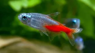 Paracheirodon innesi diamant