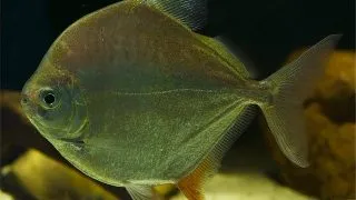 Metynnis hypsauchen