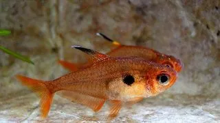 Megalamphodus sweglesi