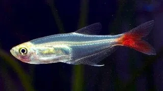 Prionobrama filigera