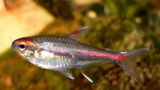 Hemigrammus erythrozonus/gracil