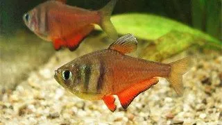Hyphessobrycon flammeus