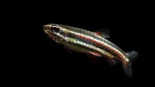 Nannostomus marginatus
