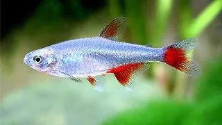 Aphyocharax anisitsi /rubripinni