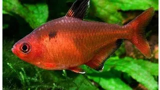 Hyphessobrycon	callistus