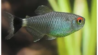 Moenkhausia sanctaefilomenae