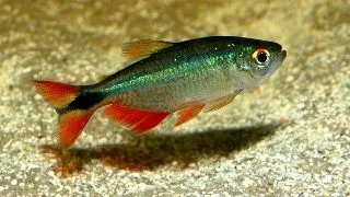 Hemigrammus caudovittatus