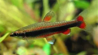 Nannostomus beckfordi