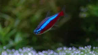 Paracheirodon Axelrodi neon rosu