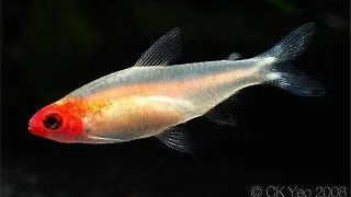 Hemigrammus rhodostomus gold