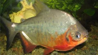 Colossoma brachypomum Pacu