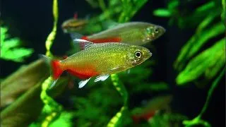 Aphyocharax rathbuni