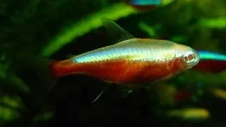Cheirodon axelrodi gold